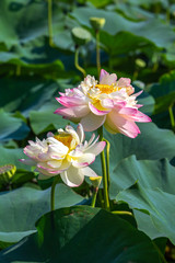 蓮の花　初夏イメージ