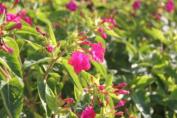 flores rosas en jardín