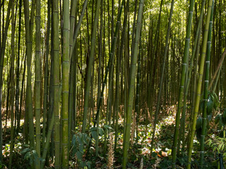 Obraz premium Forêt de bambous