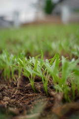 green Ground morning glory in the garden