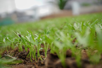 Ground morning glory on green background