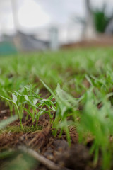 Green Ground morning glory in the garden