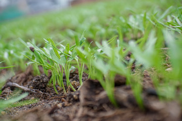 Ground morning glory in the garden