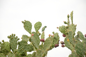 Vogel auf einem Kaktus