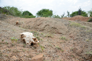 Kuh-Sch&auml;del in der Tatacoa-W&uuml;ste, Kolumbien