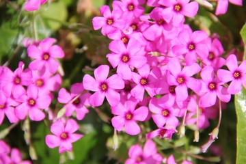 FLORES ROSAS EN JARDÍN 