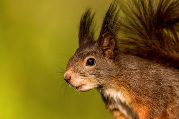 Naklejka na ściany i meble red squirrel or Eurasian red squirrel (Sciurus vulgaris)