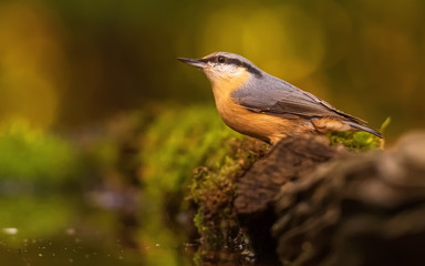 Eurasian nuthatch or wood nuthatch in a lake