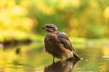  Eurasian sparrowhawk (Accipiter nisus) is bathing.