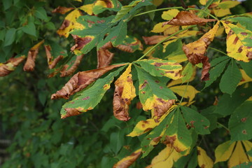 Horse Chestnut tree infested with leaf miner moth trails