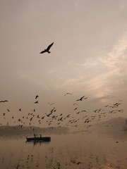 birds in flight