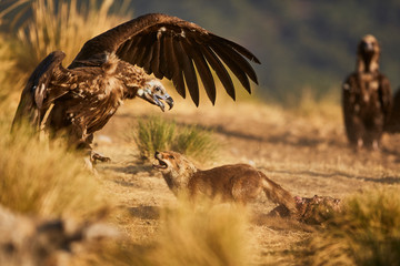 The fight between a fox and a vulture