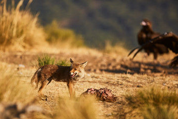 The fight between a fox and a vulture