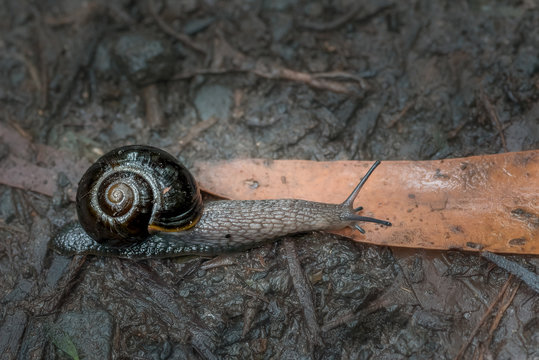 Otways Black Snail -Victaphanta compacta