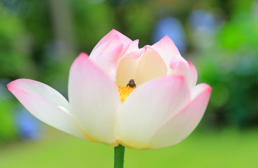 Obraz na płótnie Canvas 蓮の花の中の蜂