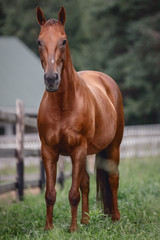 beautiful elegant red mare horse with long brown tail near fence on forest background