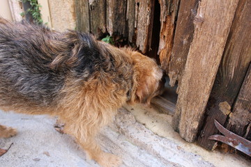 chien curieux