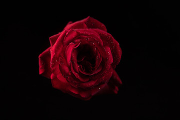 red rose