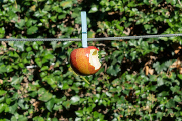 a red bitten apple