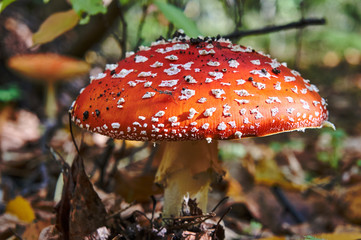 A fertile, poisonous toadstool mushroom in the autumn in Poland.