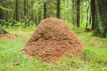 Großer Ameisenhaufen auf Waldlichtung Rote Waldameise