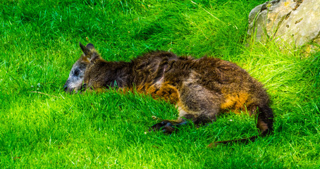 closeup of a swamp wallaby resting in the grass, marsupial specie from Australia