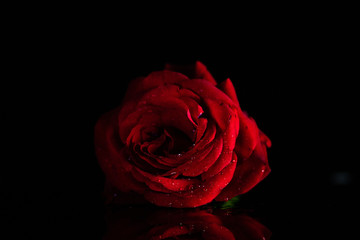 red rose
