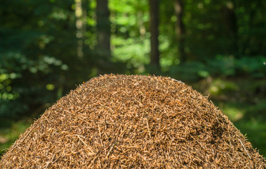 Großer Ameisenhaufen auf Waldlichtung Detail Rote Waldameise