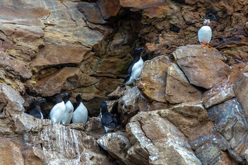 Group of Razorbills