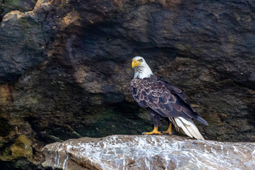 Majestic Bald Eagle