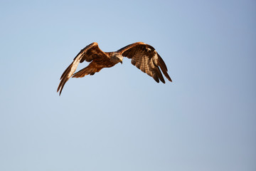 Awesome bird of prey in flight with the sky of background