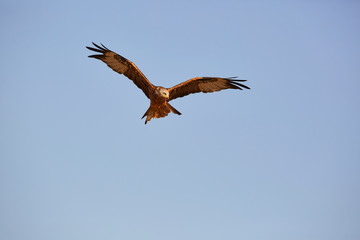 Awesome bird of prey in flight with the sky of background