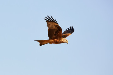 Awesome bird of prey in flight with the sky of background