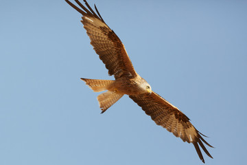 Awesome bird of prey in flight with the sky of background
