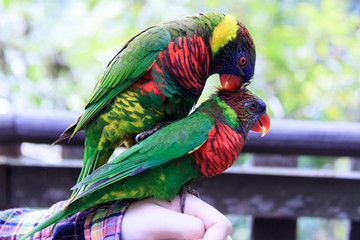 Jurong Bird Park, Singapore - AUGUST 06, 2019: Coconut lorikeet and Rainbow lorikeet having sex on a hand Psittaciformes Psittaculidae Trichoglossus T. haematodus  Psittaculidae T. moluccanus