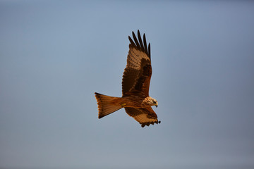 Awesome bird of prey in flight with the sky of background