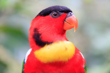 Jurong Bird Park, Singapore - JUNE 30, 2019: Yellow-bibbed lory Psittaciformes Psittaculidae Lorius L. chlorocercus