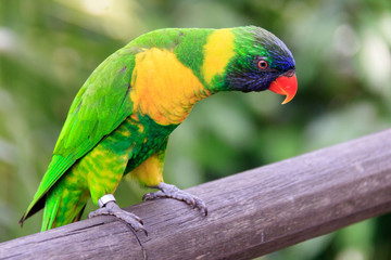 Jurong Bird Park, Singapore - JUNE 30, 2019: Marigold Lorikeet Psittaciformes Psittaculidae Trichoglossus T. capistratus