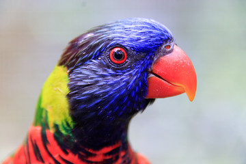 Jurong Bird Park, Singapore - AUGUST 06, 2019: Coconut lorikeet Psittaciformes Psittaculidae Trichoglossus T. haematodus