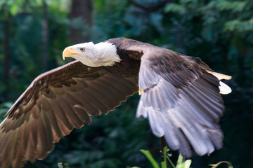 Jurong Bird Park, Singapore - AUGUST 06, 2019: African Fish-Eagle flying