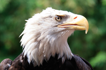 Jurong Bird Park, Singapore - AUGUST 06, 2019: African Fish-Eagle