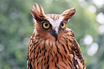 Jurong Bird Park, Singapore - AUGUST 06, 2019: Owl