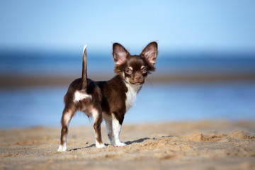 brown chihuahua puppy posing on the beach