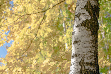 Obraz premium White birch trunk on a background of autumn yellow foliage