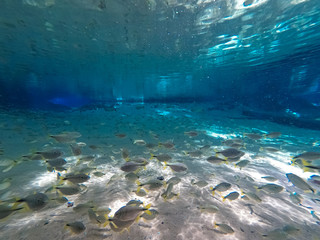 View underwater in a crystal clear rainforest spring with tropical fishes, reflections of sunlight, Bom Jardim, Mato Grosso, Brazil