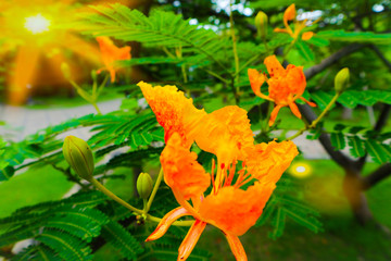 Beautiful texture color orange and yellow flowers and green leaf in the public gardens