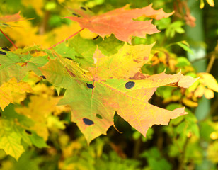 Maple disease. Rhytisma acerinum fungus