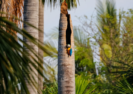 Blue-and-yellow macaw looking out of a nest in a palm tree trunk, Lagoa das Araras, Bom Jardim, Mato Grosso, Brazil