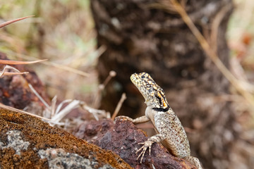 Amazon Lava Lizard sitting on a red rock looking up against dark defocused tree trunk, Chapada dos Guimarães, Mato Grosso, Brazil, South America