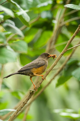 Olive Thrush (Turdus olivaceus) on branch, Kenya
